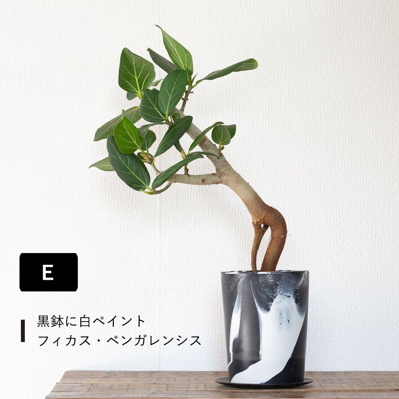 根上がりフィカス｜畑で太らせ樹形に動きを付けたゴムの木