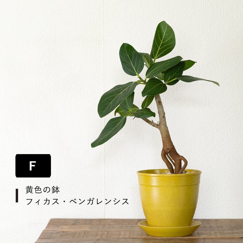 根上がりフィカス｜畑で太らせ樹形に動きを付けたゴムの木