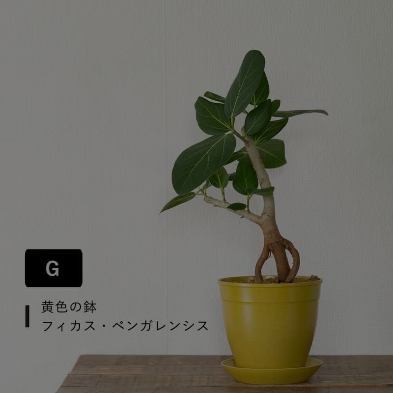 根上がりフィカス｜畑で太らせ樹形に動きを付けたゴムの木
