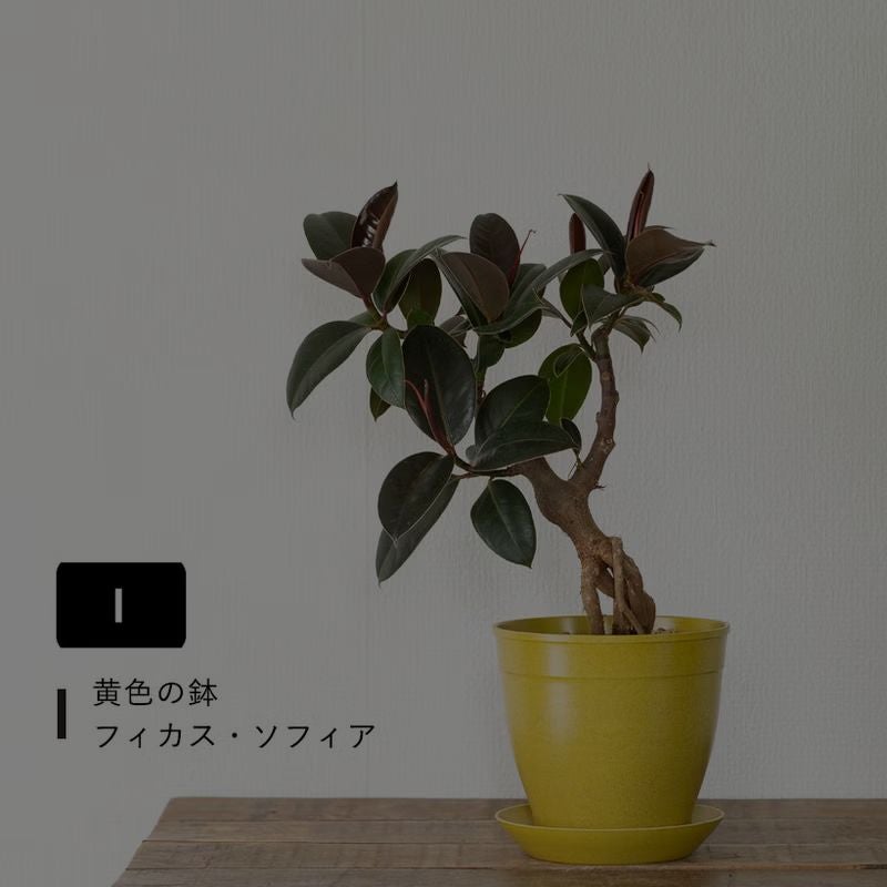 根上がりフィカス｜畑で太らせ樹形に動きを付けたゴムの木