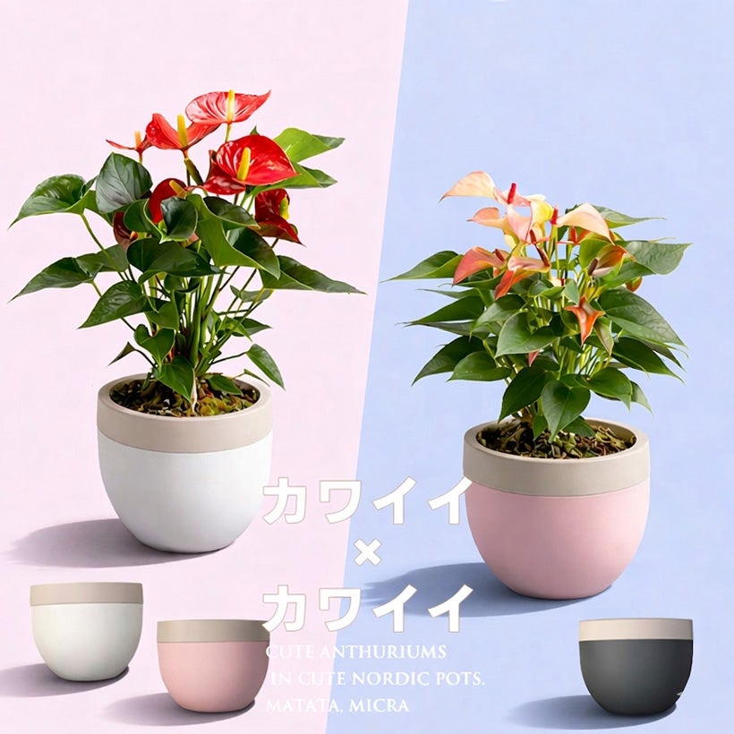 北欧鉢でアンスリウムがオシャレに可愛く｜ピンクのマタタと赤花ミクラ