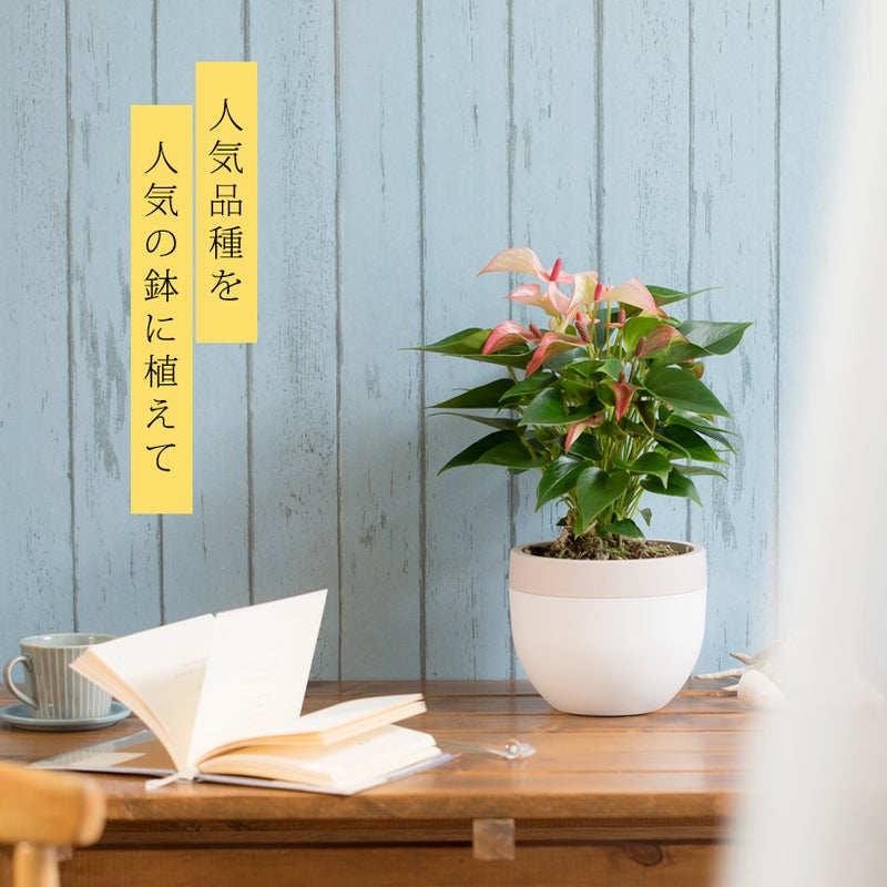 アンスリウムマタタをテーブルの上に