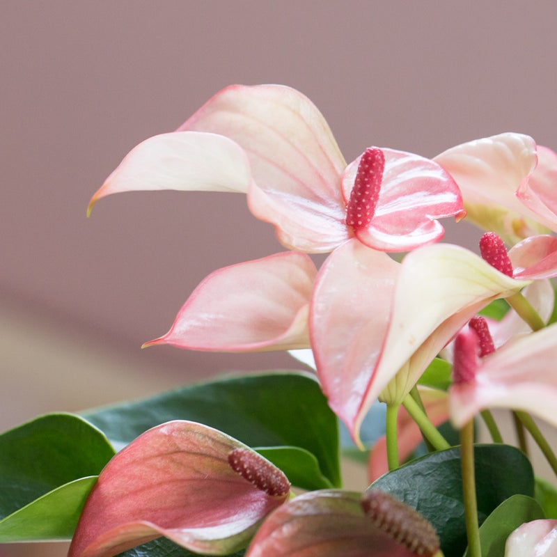 アンスリウムマタタの花