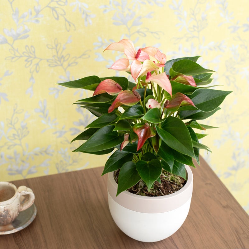 アンスリウムマタタの葉