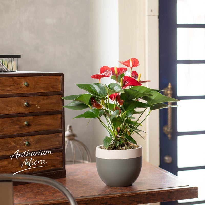 アンスリウムミクラ