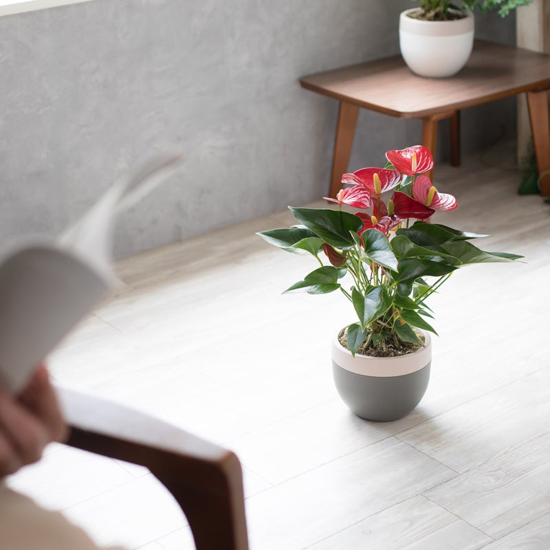 アンスリウムミクラを床の上に