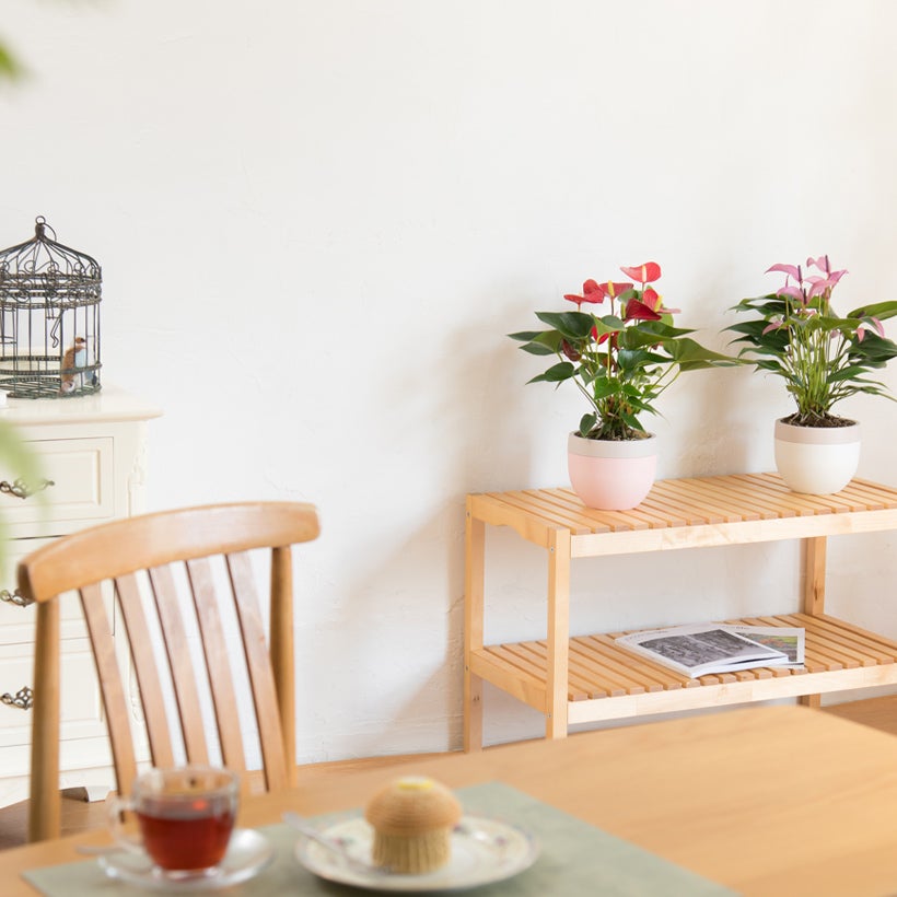 テーブルの上に2鉢のアンスリウム