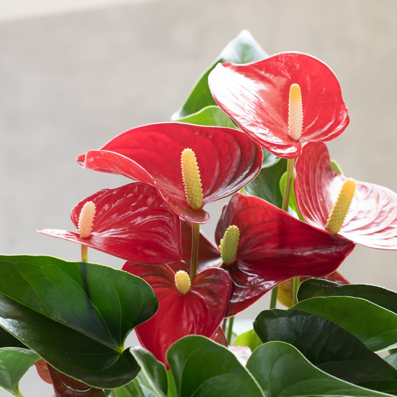 アンスリウムミクラの花