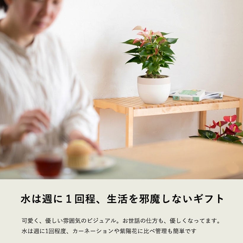 北欧鉢でアンスリウムがオシャレに可愛く｜ピンクのマタタと赤花ミクラ