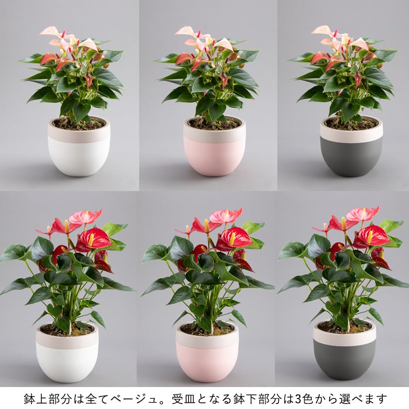 北欧鉢でアンスリウムがオシャレに可愛く｜ピンクのマタタと赤花ミクラ