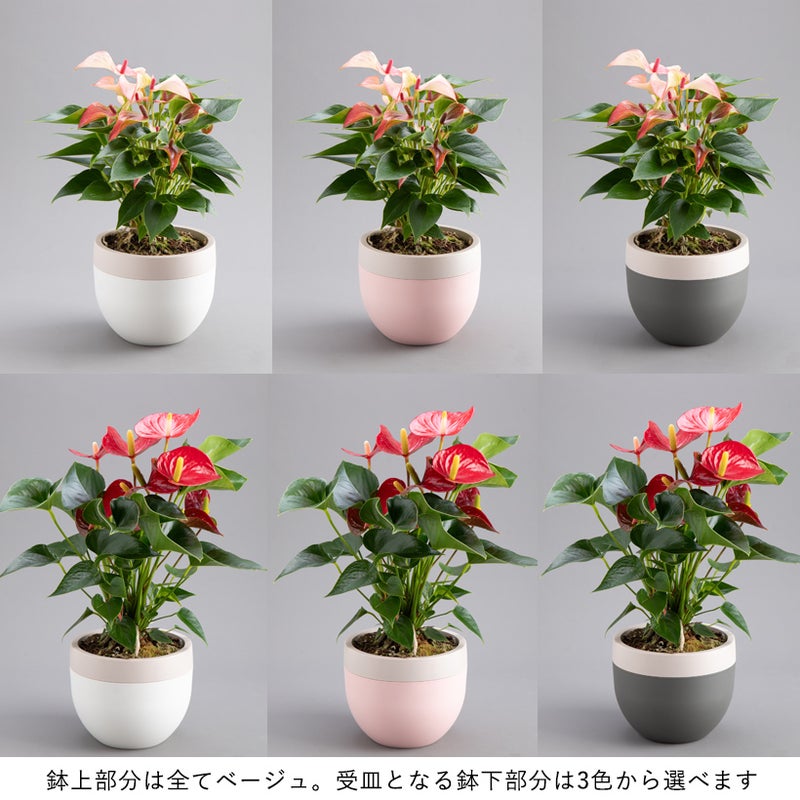 3色から鉢下（受皿）の色が選べる