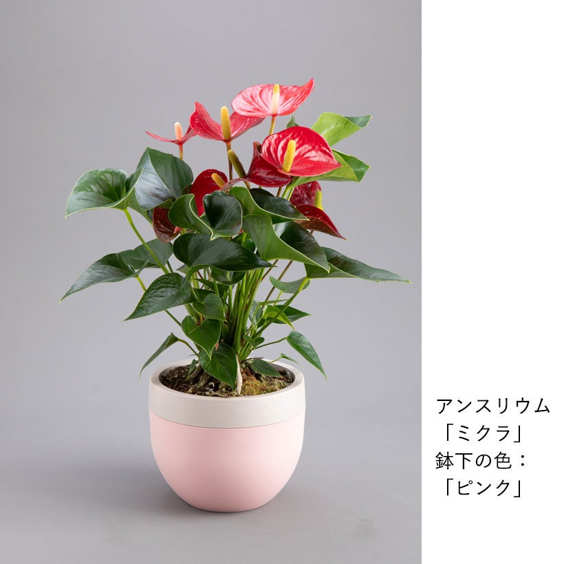 北欧鉢でアンスリウムがオシャレに可愛く｜ピンクのマタタと赤花ミクラ