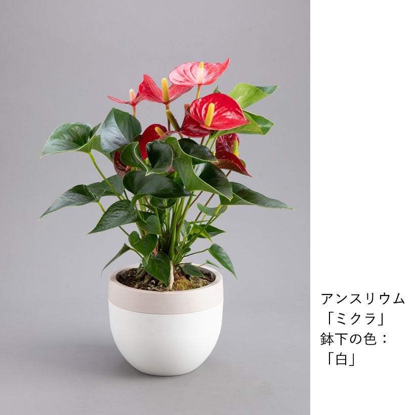 北欧鉢でアンスリウムがオシャレに可愛く｜ピンクのマタタと赤花ミクラ
