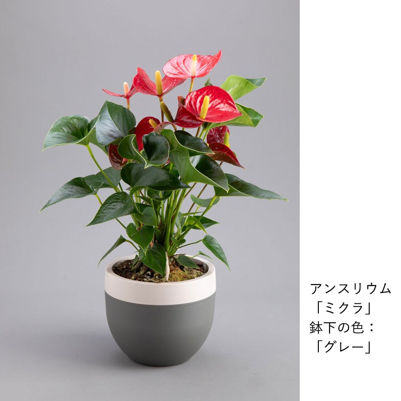 北欧鉢でアンスリウムがオシャレに可愛く｜ピンクのマタタと赤花ミクラ