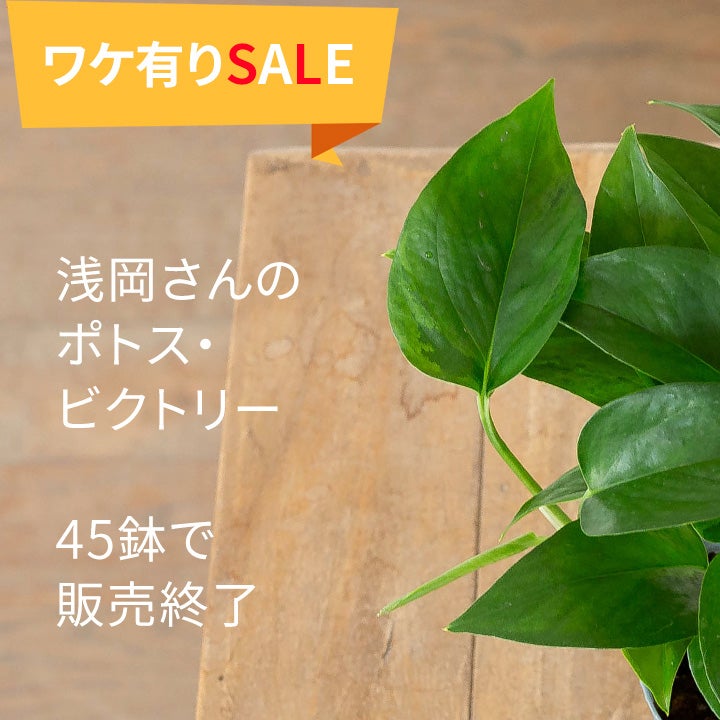 迷彩ポトスと呼ばれるレア品種「ビクトリー」緑の中に緑がにじむ季節斑