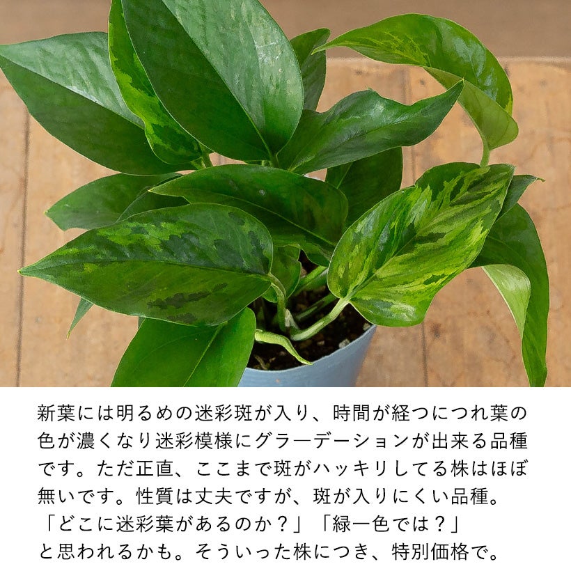 迷彩ポトスと呼ばれるレア品種「ビクトリー」緑の中に緑がにじむ季節斑