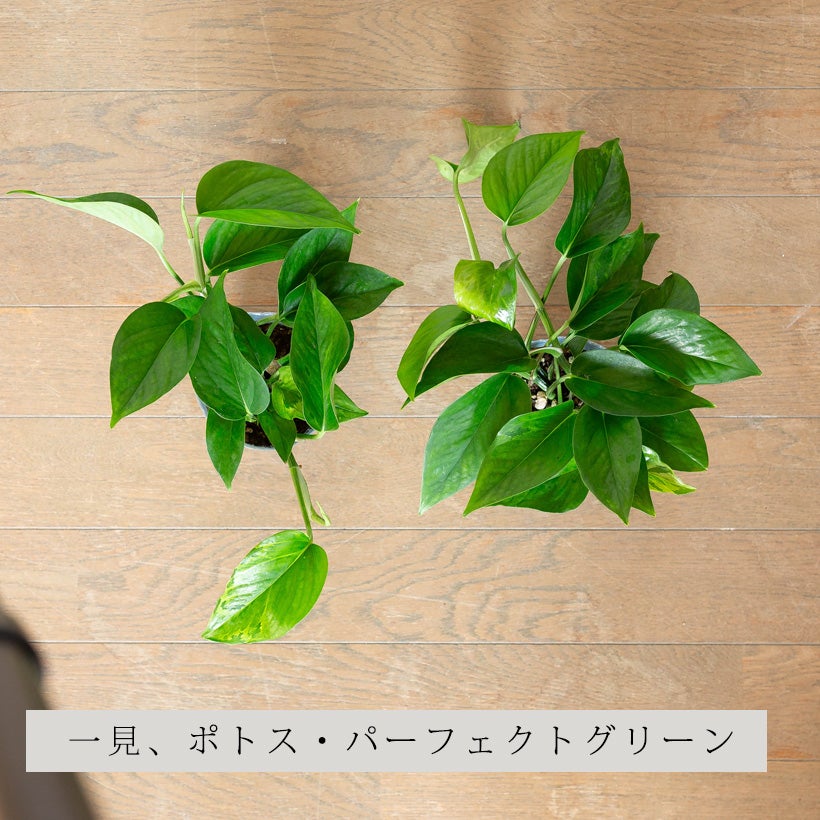 迷彩ポトスと呼ばれるレア品種「ビクトリー」緑の中に緑がにじむ季節斑