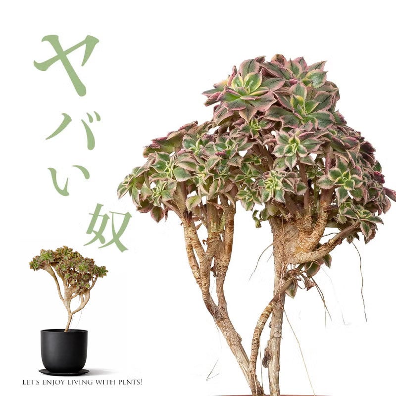 欧嘉麗綴化 多肉植物 アエオニウム 抜き苗　巨大株　超美苗　コレクション商品 綴化（セッカ）多肉|古木のアエオニウムサンバーストをマセタの鉢に