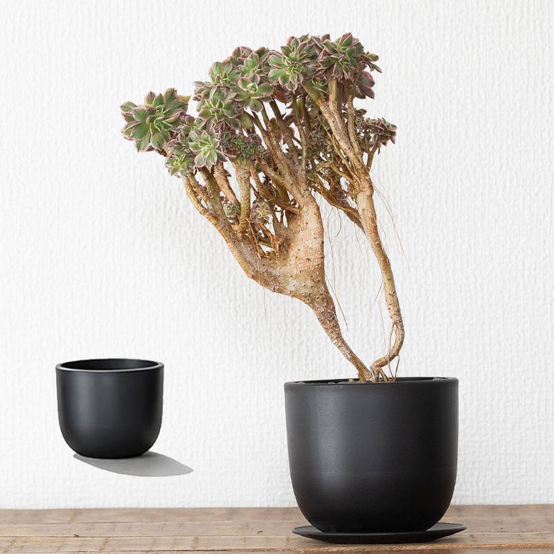 多肉植物と黒法師