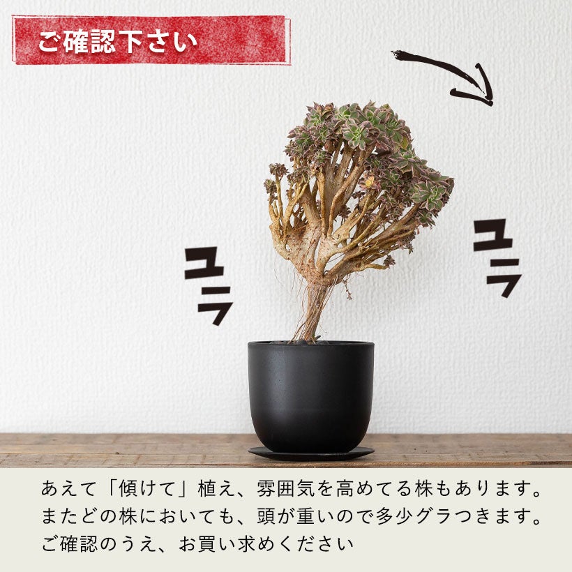綴化（セッカ）多肉|古木のアエオニウムサンバーストをマセタの鉢に