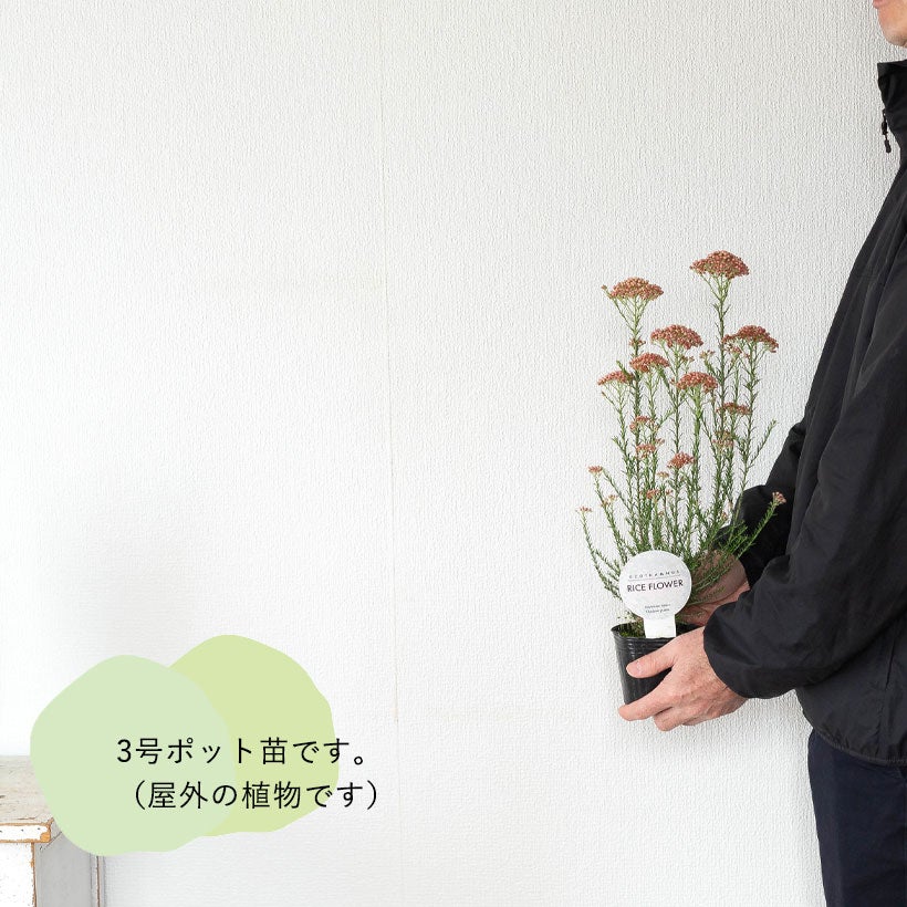 ライスフラワー｜マーマレード枝変わり品種でピンクがやや濃い