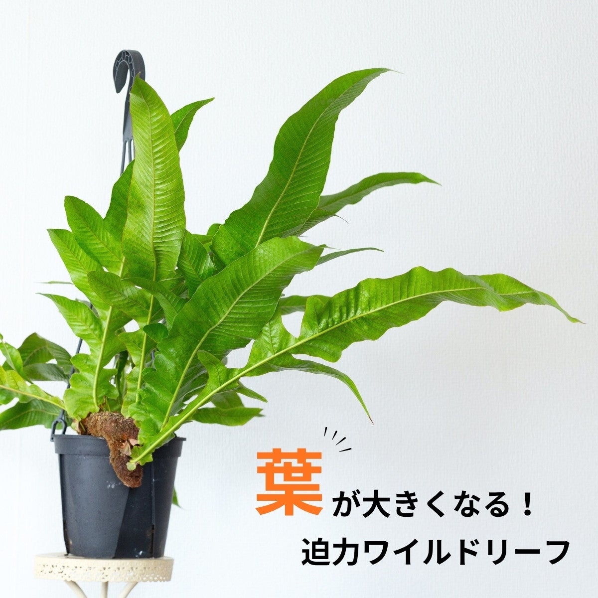 アグラオモルファ（ドリナリア）・コロナンス（育て方付き）｜ワイルド