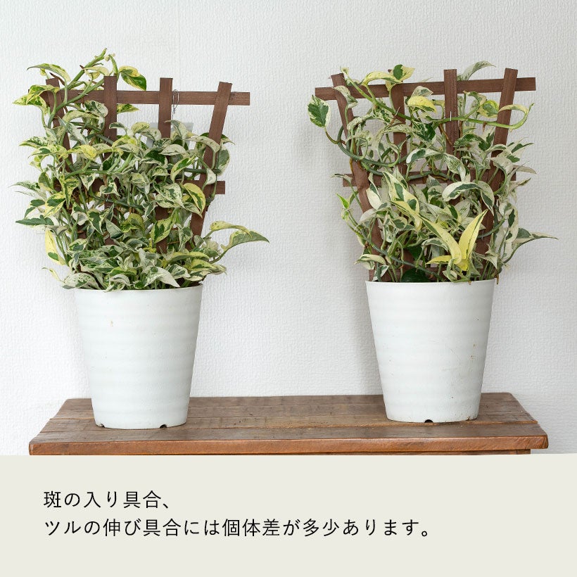 ポトスさん専用 販売中止から永い年月をかけ復活！ポトス・エクセレント「フェンス」仕立て