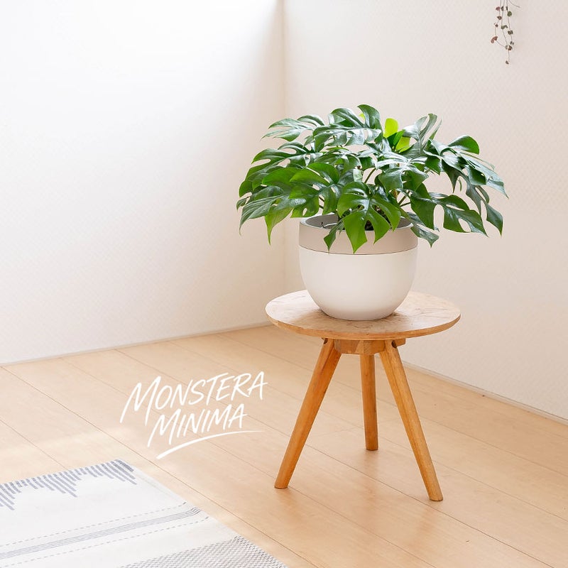 姫モンステラを台の上に