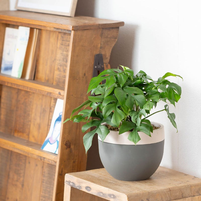 北欧鉢に植えたモンステラを台の上に
