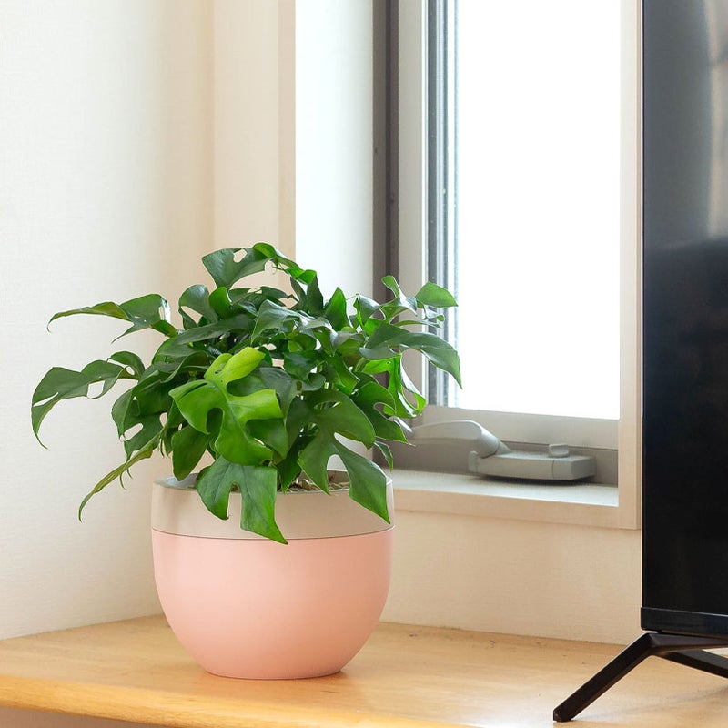 北欧鉢に植えたモンステラを台の上に