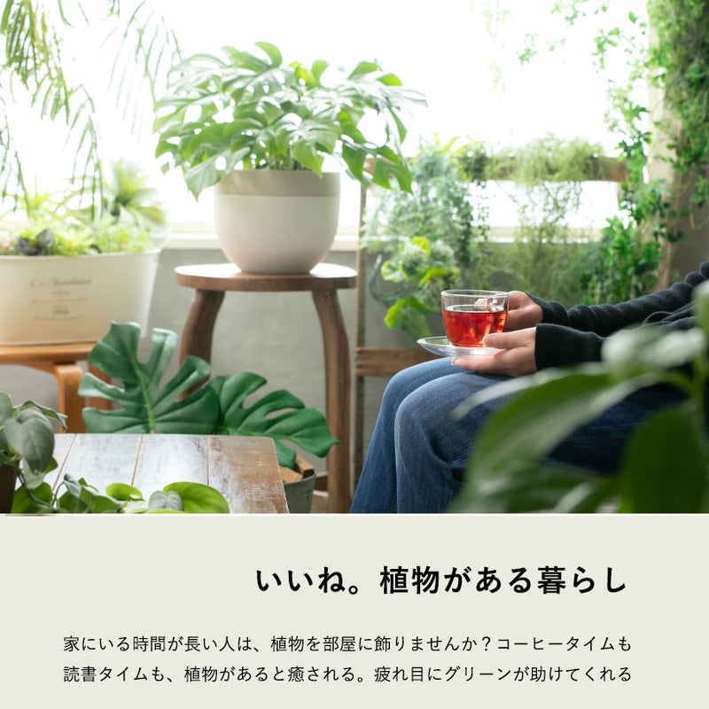 北欧鉢のモンステラとミドリに囲まれた部屋