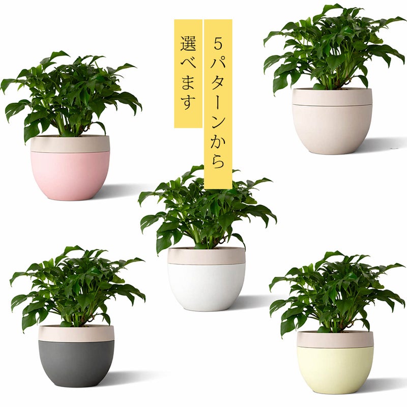 3色から鉢下（受皿）の色が選べる