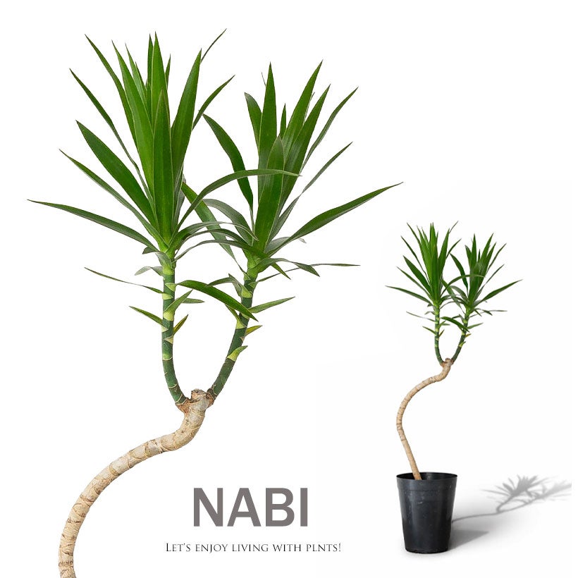 沖縄生まれの新しいドラセナ「ナビー」萌芽力が強く育てやすい品種