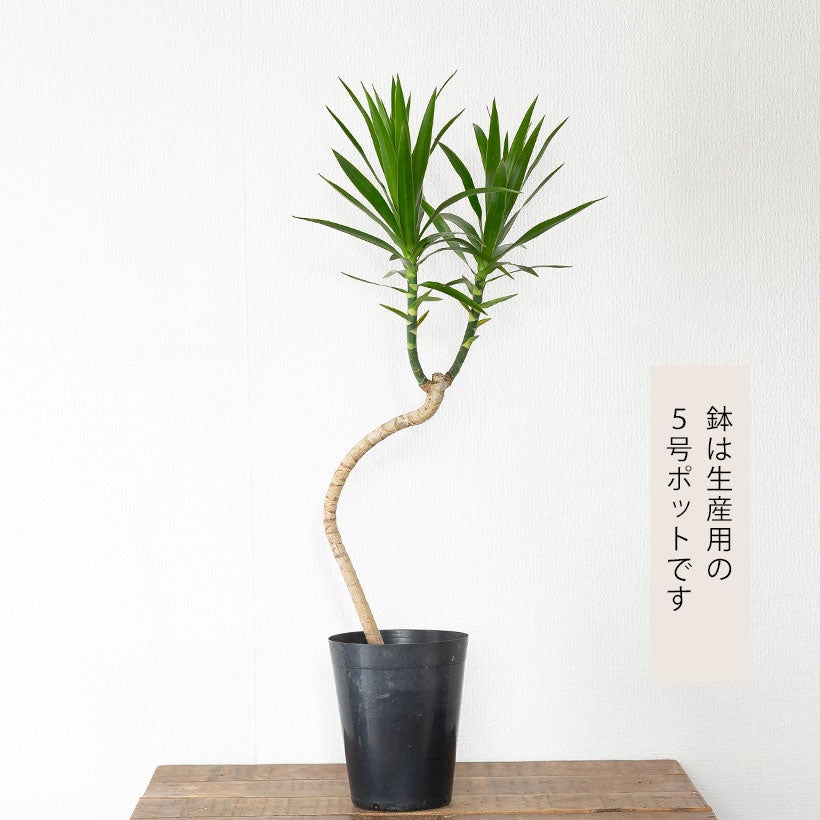 沖縄生まれの新しいドラセナ「ナビー」萌芽力が強く育てやすい品種