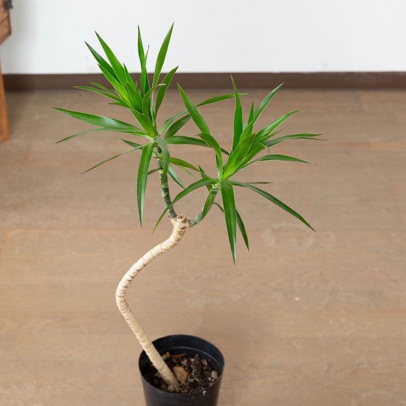 沖縄生まれの新しいドラセナ「ナビー」萌芽力が強く育てやすい品種