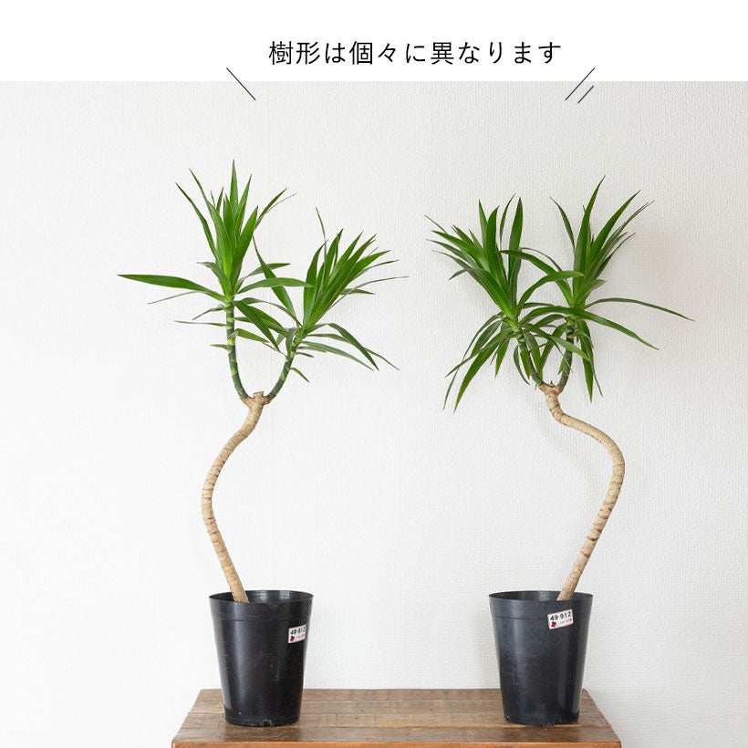 沖縄生まれの新しいドラセナ「ナビー」萌芽力が強く育てやすい品種