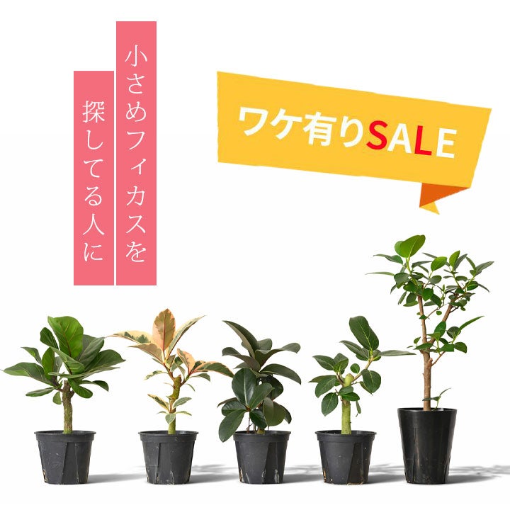 流通少ない！4号鉢で幹が太くしっかりしたフィカス（ゴムの木）