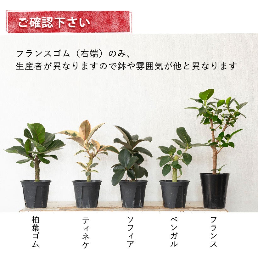流通少ない！4号鉢で幹が太くしっかりしたフィカス（ゴムの木）