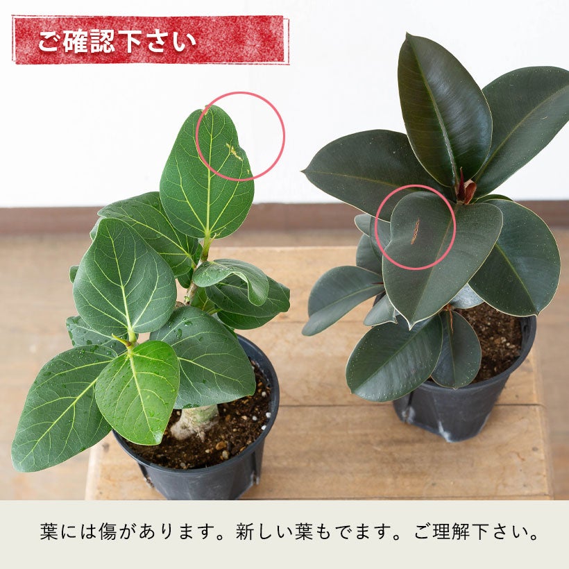 年明けセール【引き取り限定・要事前確認】 ゴムの木・フィカス 流通少ない！4号鉢で幹が太くしっかりしたフィカス（ゴムの木）