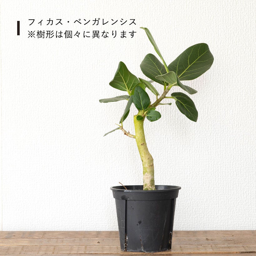 流通少ない！4号鉢で幹が太くしっかりしたフィカス（ゴムの木）