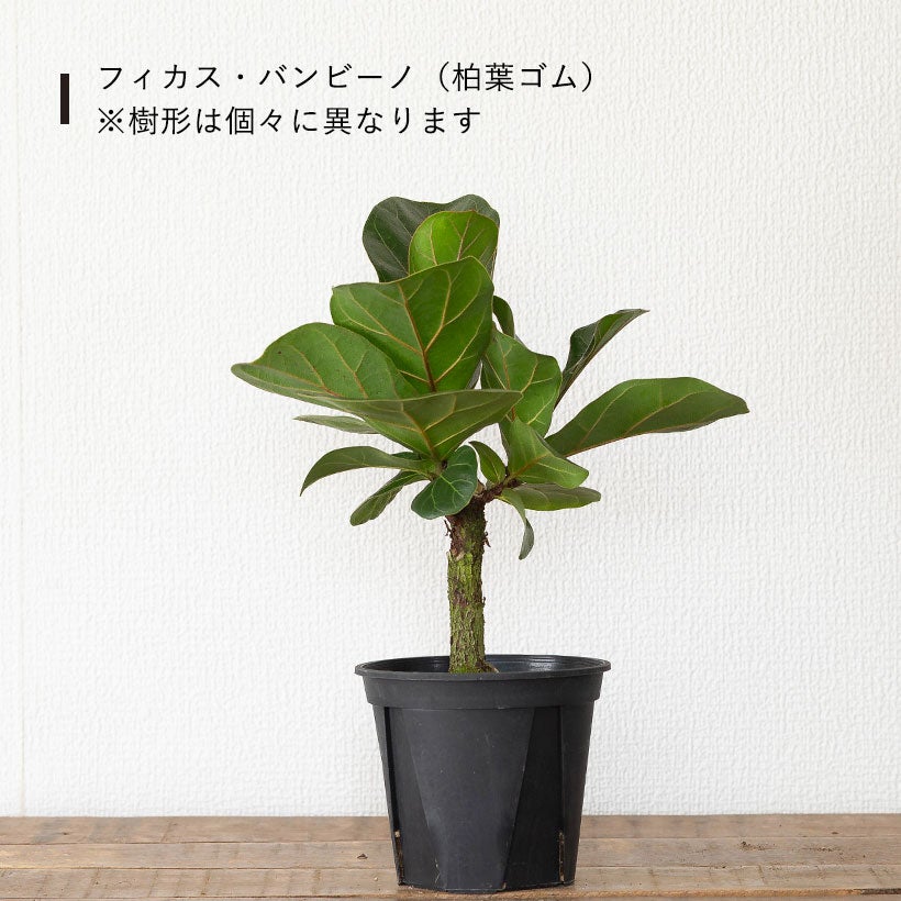 ゴムの木(フィカス) 流通少ない！4号鉢で幹が太くしっかりしたフィカス（ゴムの木）