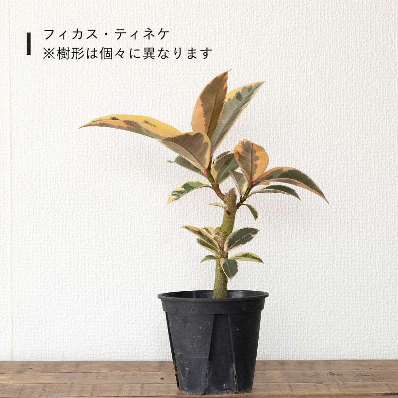流通少ない！4号鉢で幹が太くしっかりしたフィカス（ゴムの木）