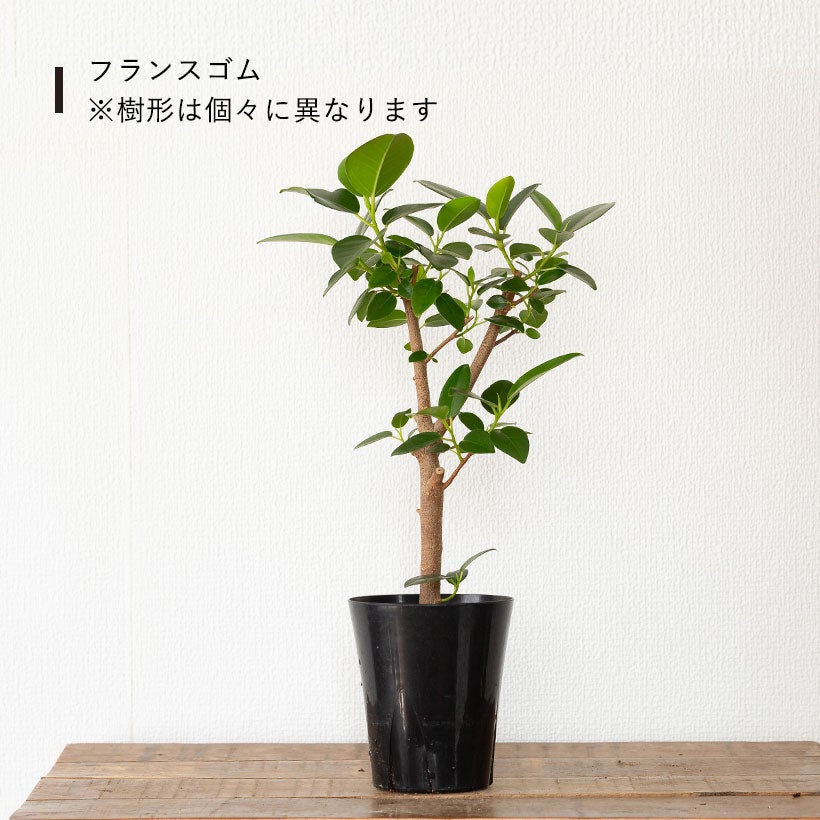 流通少ない！4号鉢で幹が太くしっかりしたフィカス（ゴムの木）