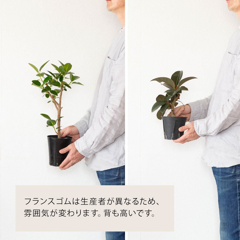 流通少ない！4号鉢で幹が太くしっかりしたフィカス（ゴムの木）