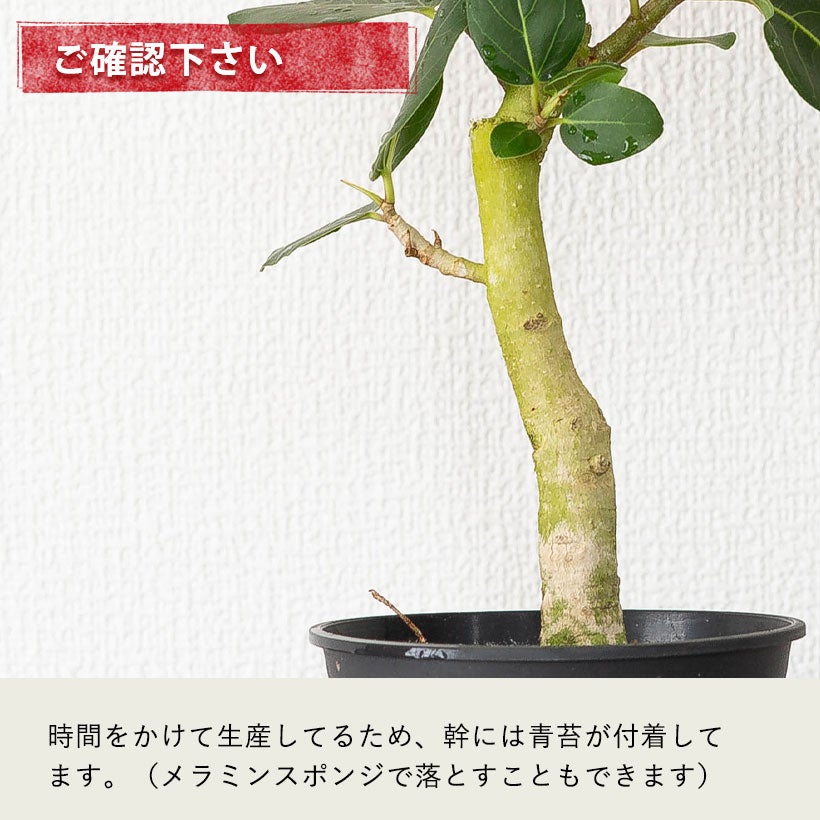 流通少ない！4号鉢で幹が太くしっかりしたフィカス（ゴムの木）