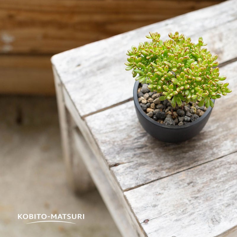 アエオニウム小人の祭り