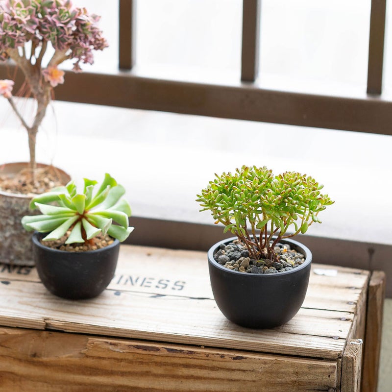 アエオニウム小人の祭り