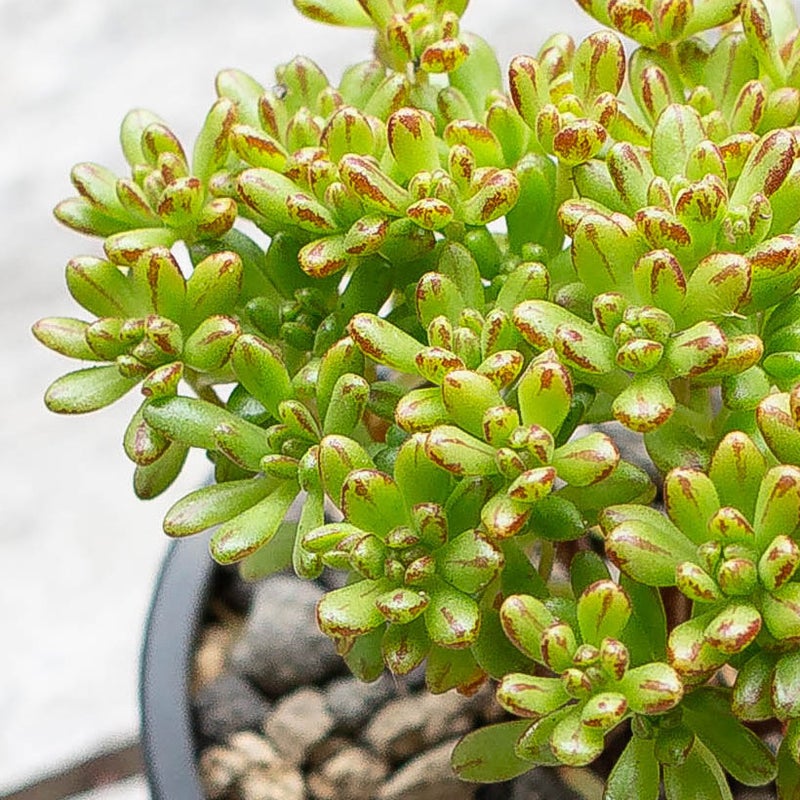 アエオニウム小人の祭り