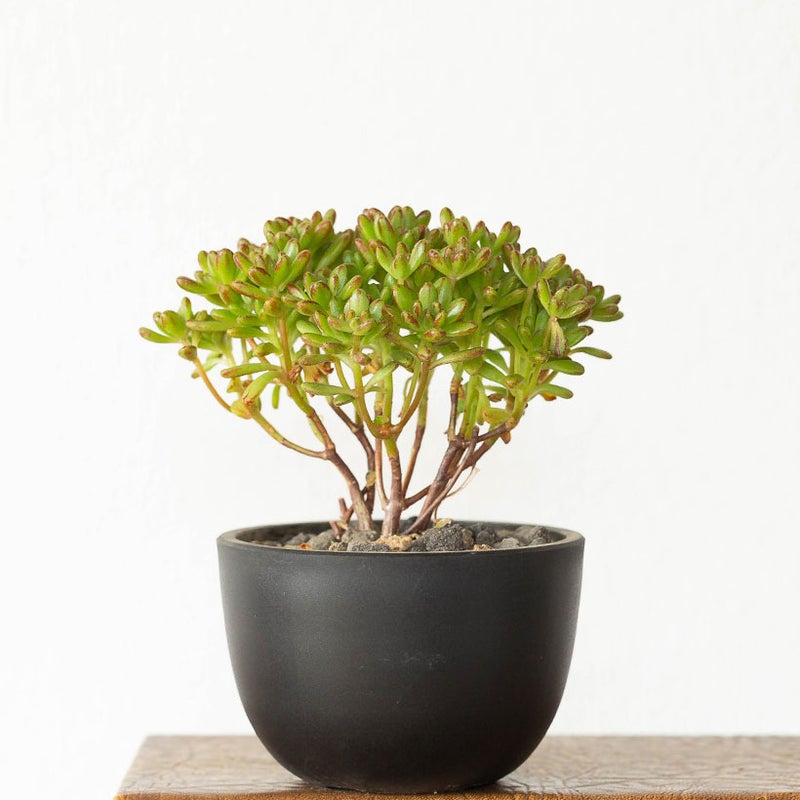 アエオニウム小人の祭り