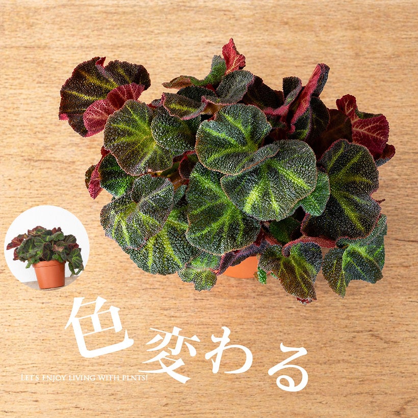 【超希少品種】ベコニア ソリムタータ 鉢ごと発送　6号鉢　新入荷 ソリムタータ｜太陽の光（環境）で葉色が変化する根茎性ベゴニア